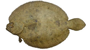 Flounder