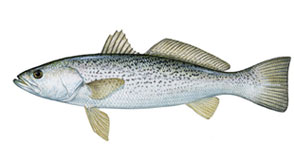 Weakfish